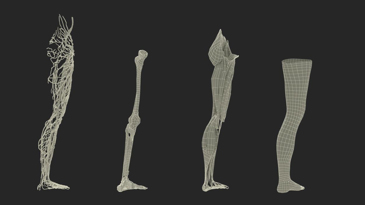 3D Realistic Leg Anatomy Female model