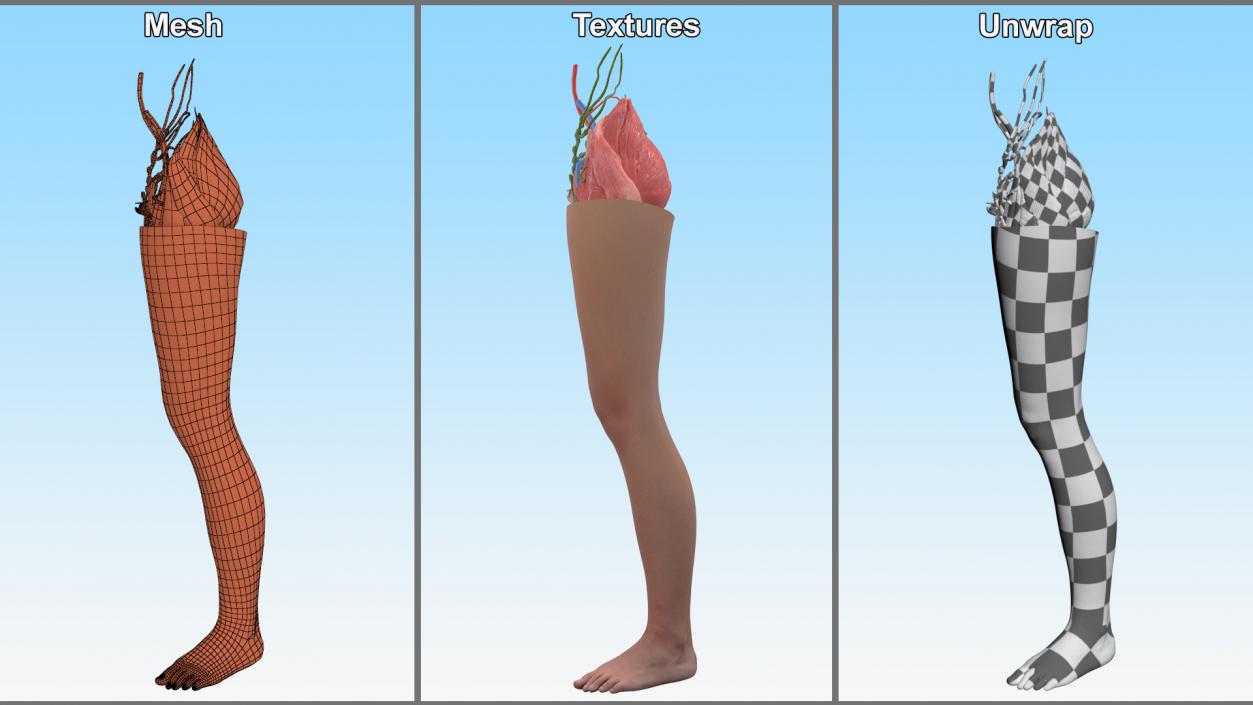 3D Realistic Leg Anatomy Female model