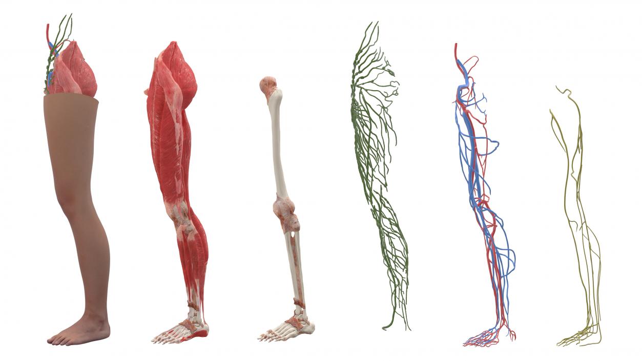 3D Realistic Leg Anatomy Female model