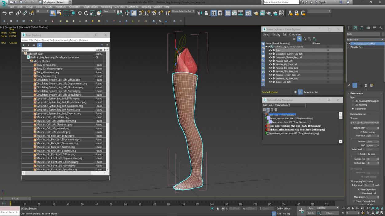 3D Realistic Leg Anatomy Female model