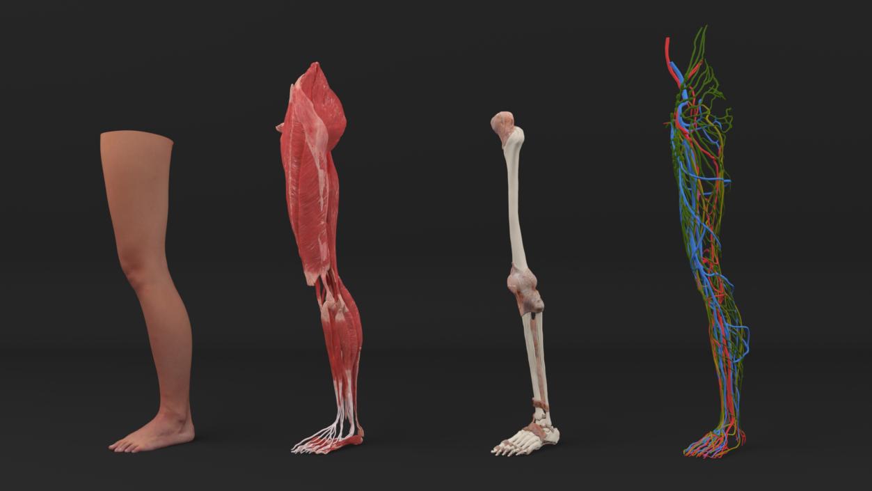 3D Realistic Leg Anatomy Female model