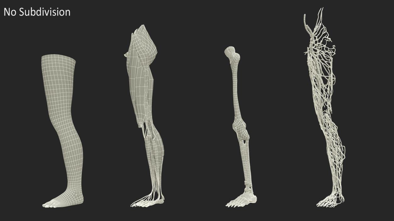 3D Realistic Leg Anatomy Female model