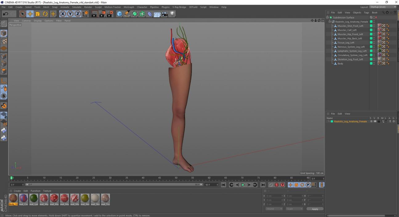 3D Realistic Leg Anatomy Female model