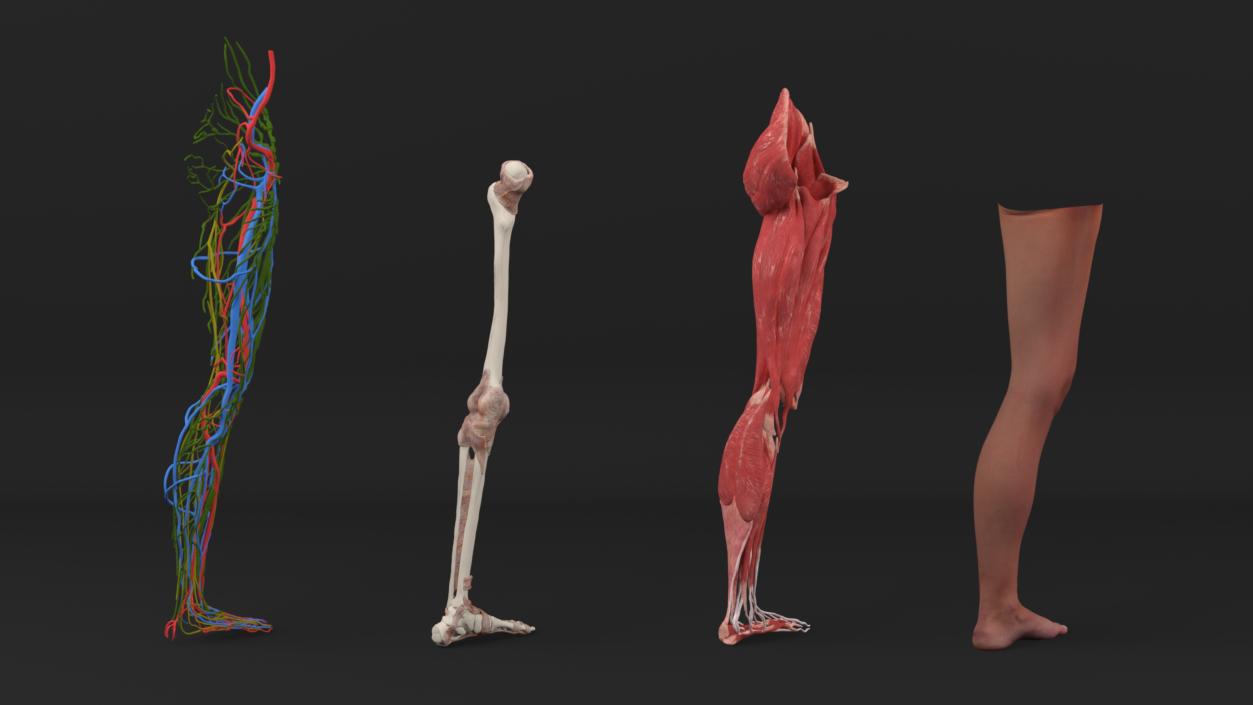 3D Realistic Leg Anatomy Female model