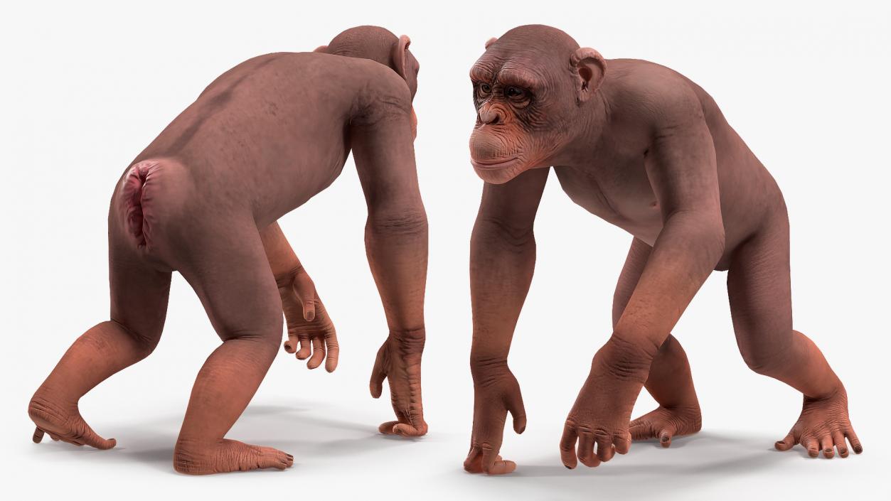 Walking Light Chimpanzee 3D model