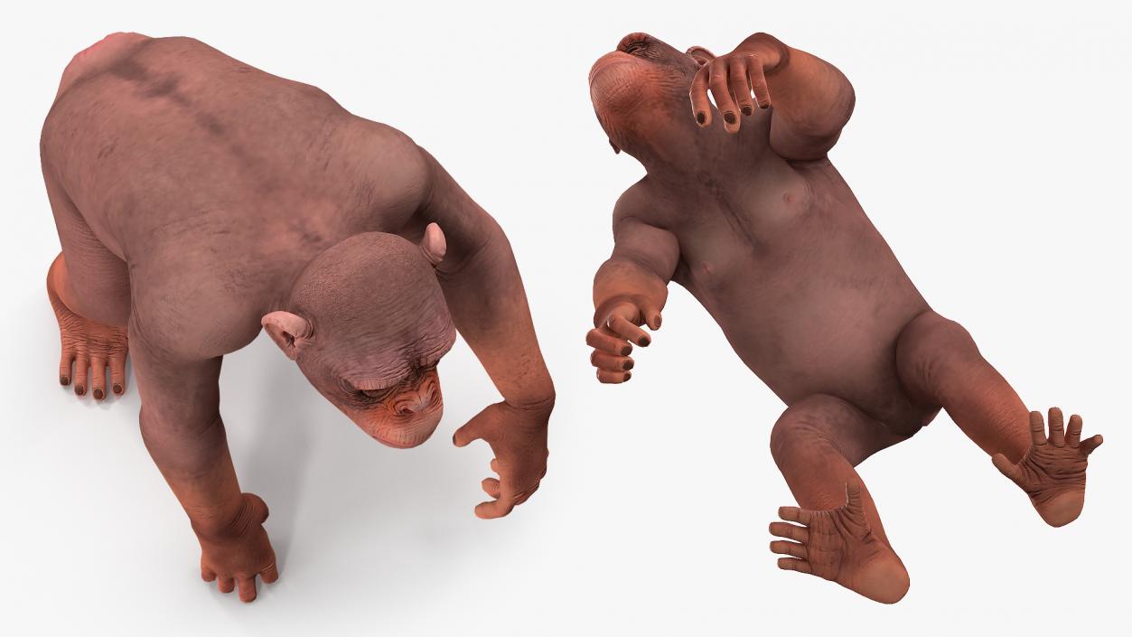 Walking Light Chimpanzee 3D model