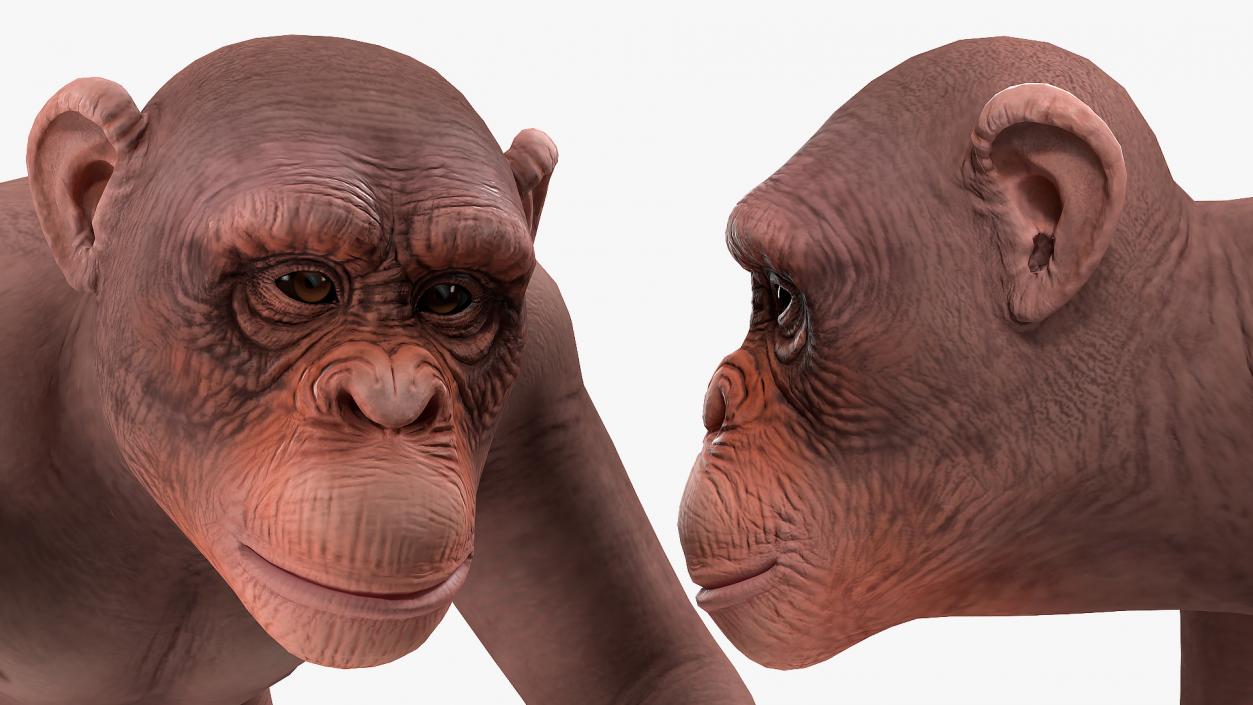 Walking Light Chimpanzee 3D model