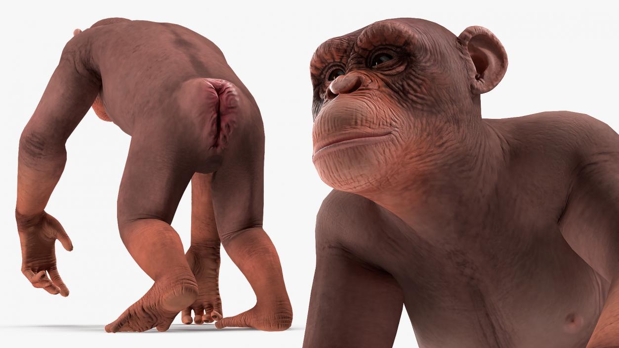 Walking Light Chimpanzee 3D model