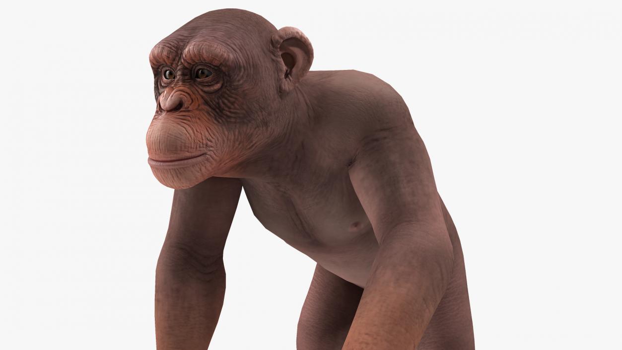 Walking Light Chimpanzee 3D model