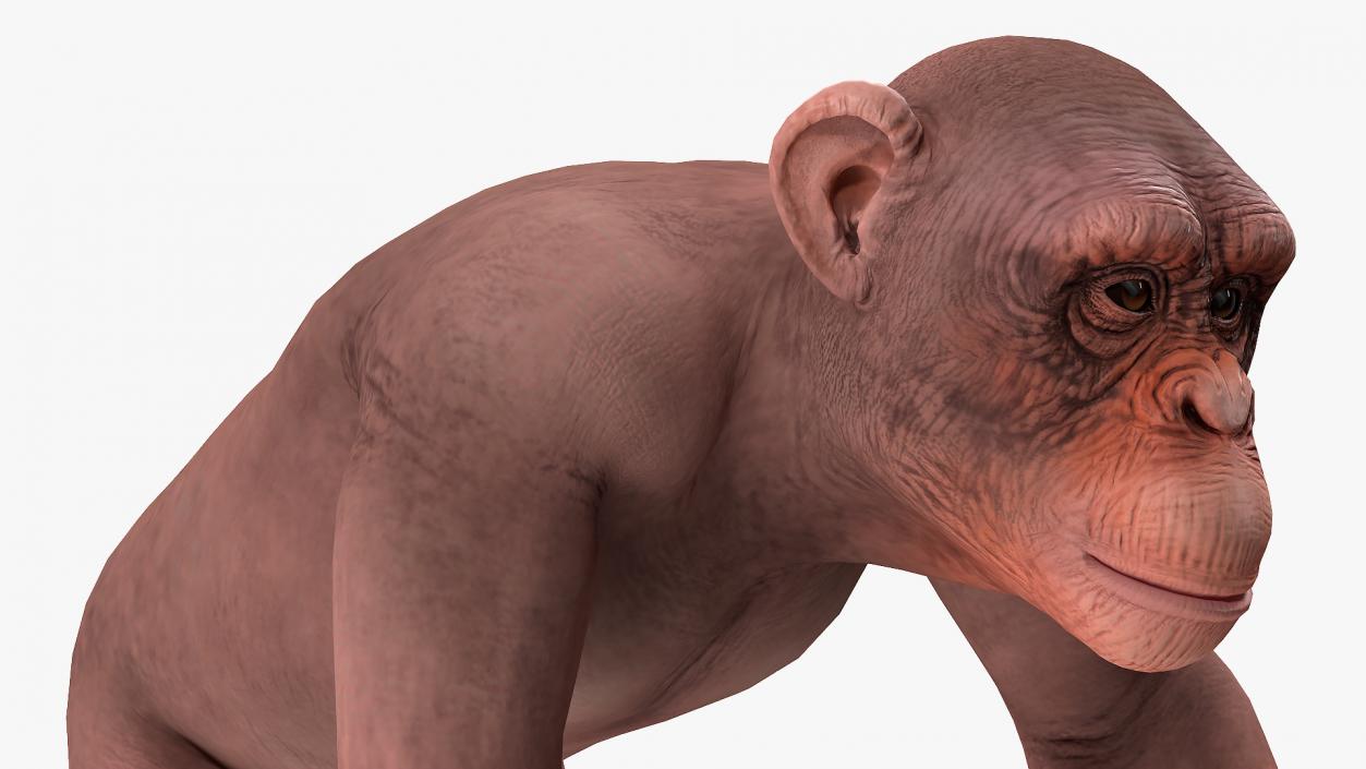 Walking Light Chimpanzee 3D model