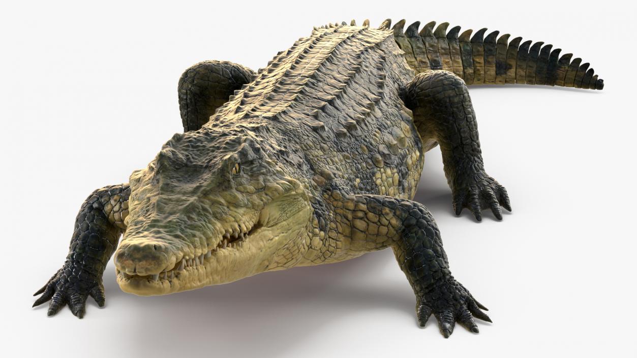 Animated Crocodile Eating Rigged 3D