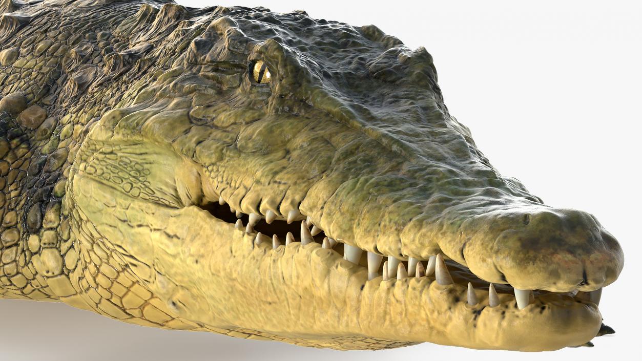 Animated Crocodile Eating Rigged 3D