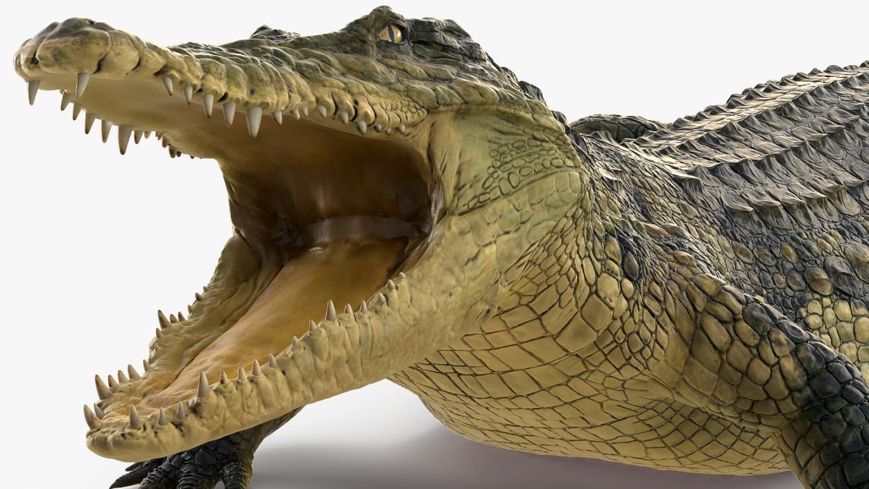 Animated Crocodile Eating Rigged 3D