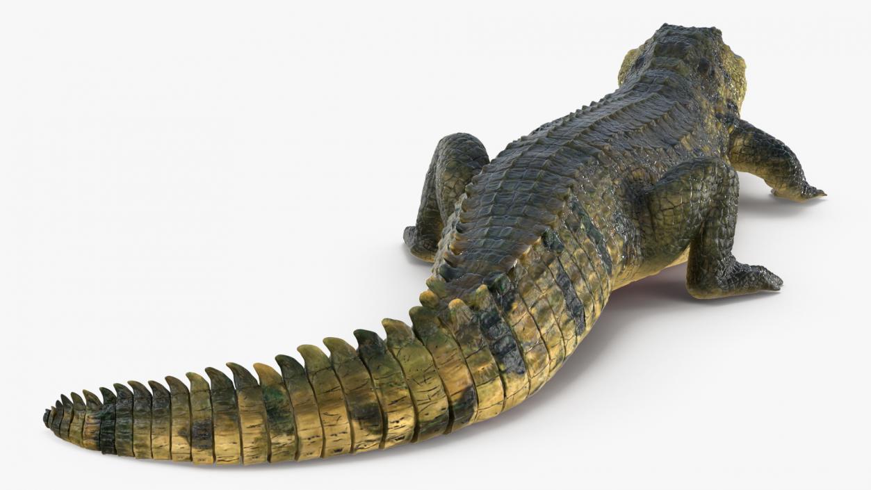 Animated Crocodile Eating Rigged 3D