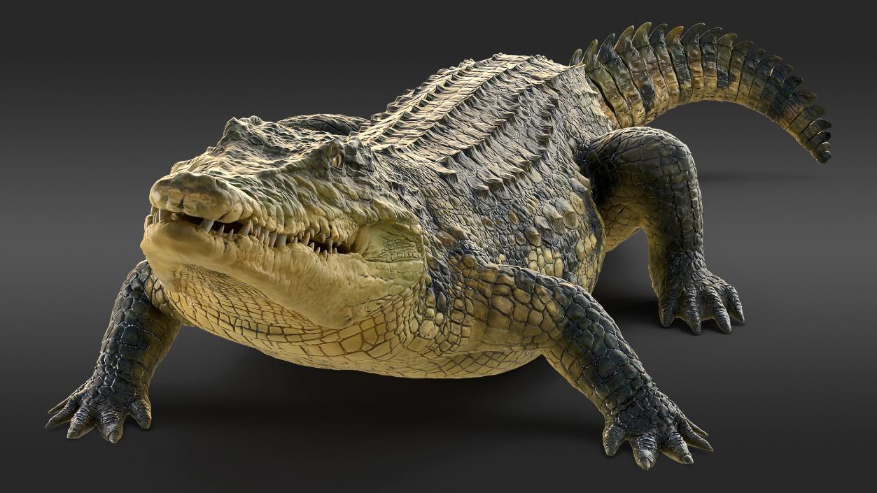 Animated Crocodile Eating Rigged 3D