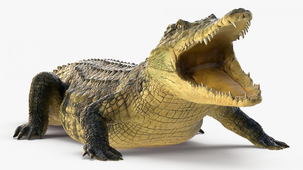 Animated Crocodile Eating Rigged 3D