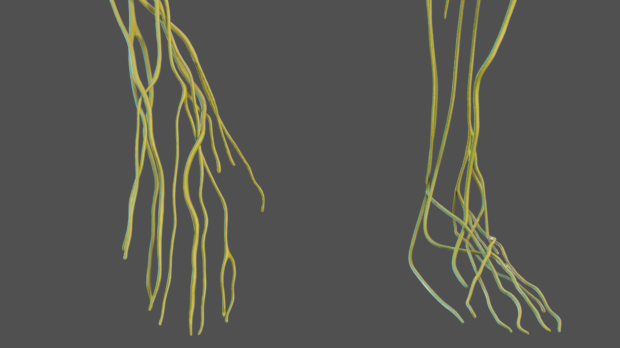 Male Nervous System Full Body 3D model