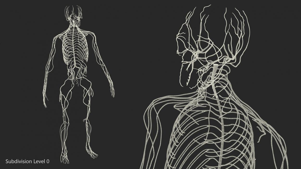 Male Nervous System Full Body 3D model