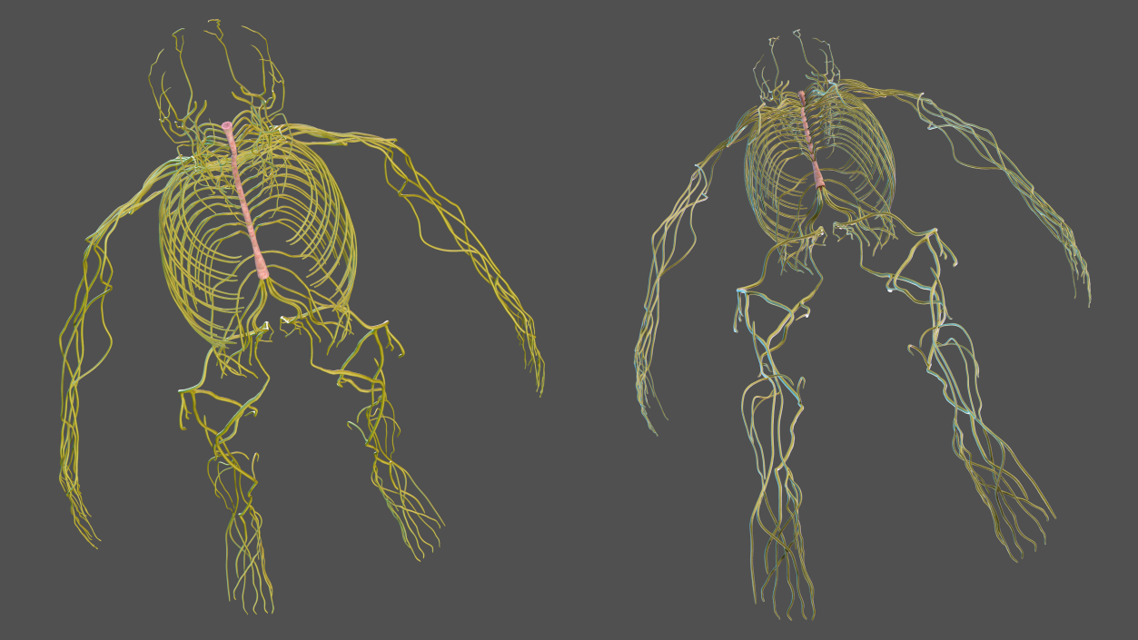 Male Nervous System Full Body 3D model