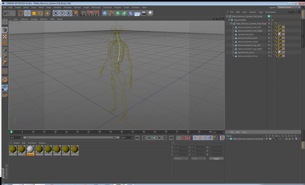 Male Nervous System Full Body 3D model