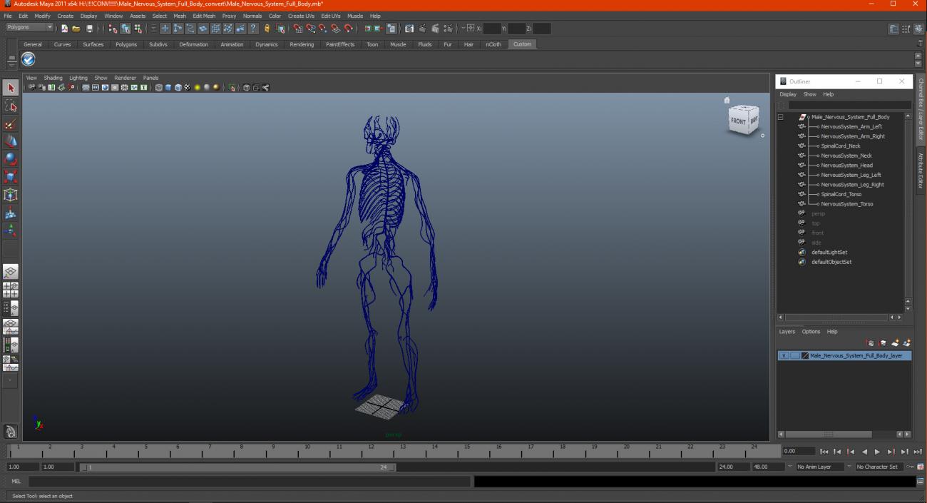 Male Nervous System Full Body 3D model