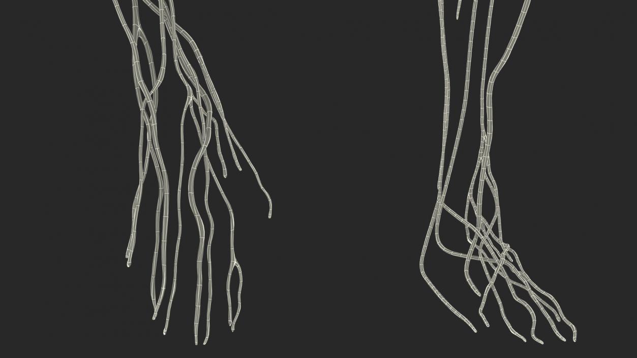 Male Nervous System Full Body 3D model