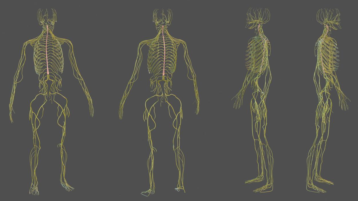 Male Nervous System Full Body 3D model