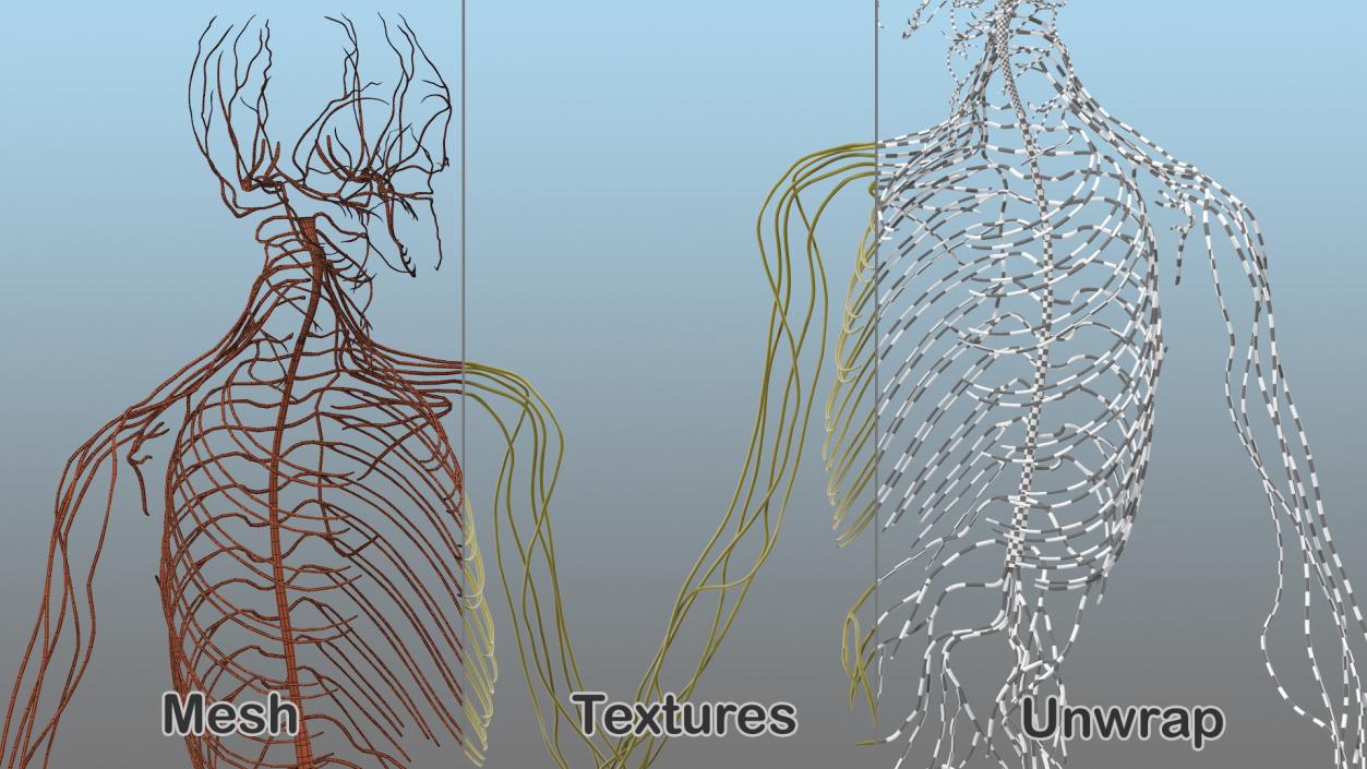 Male Nervous System Full Body 3D model