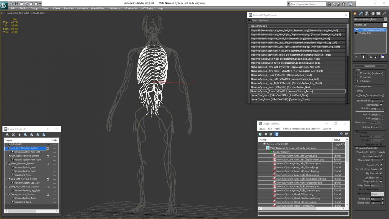 Male Nervous System Full Body 3D model