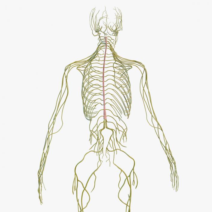 Male Nervous System Full Body 3D model