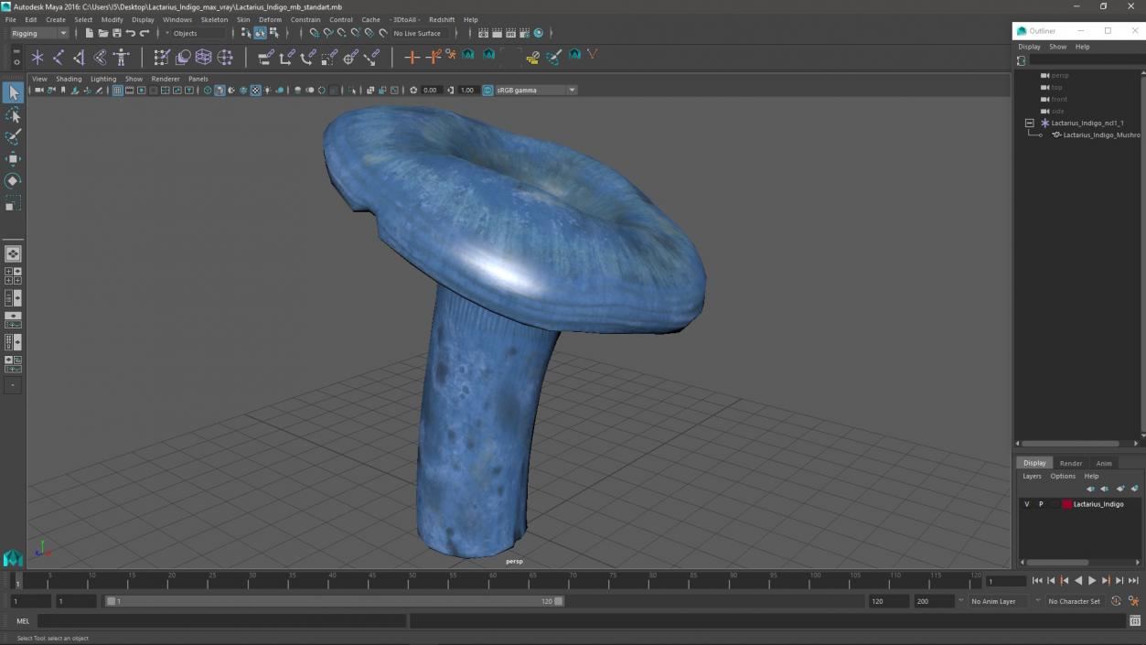 3D Lactarius Indigo 2 model