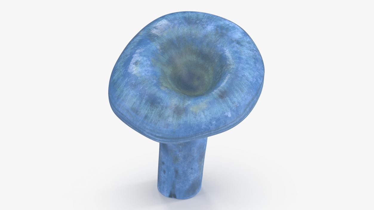 3D Lactarius Indigo 2 model