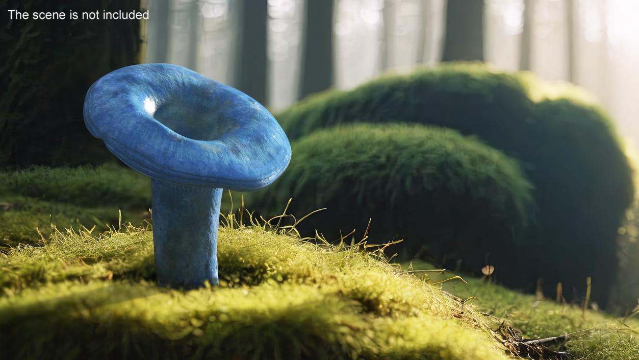 3D Lactarius Indigo 2 model