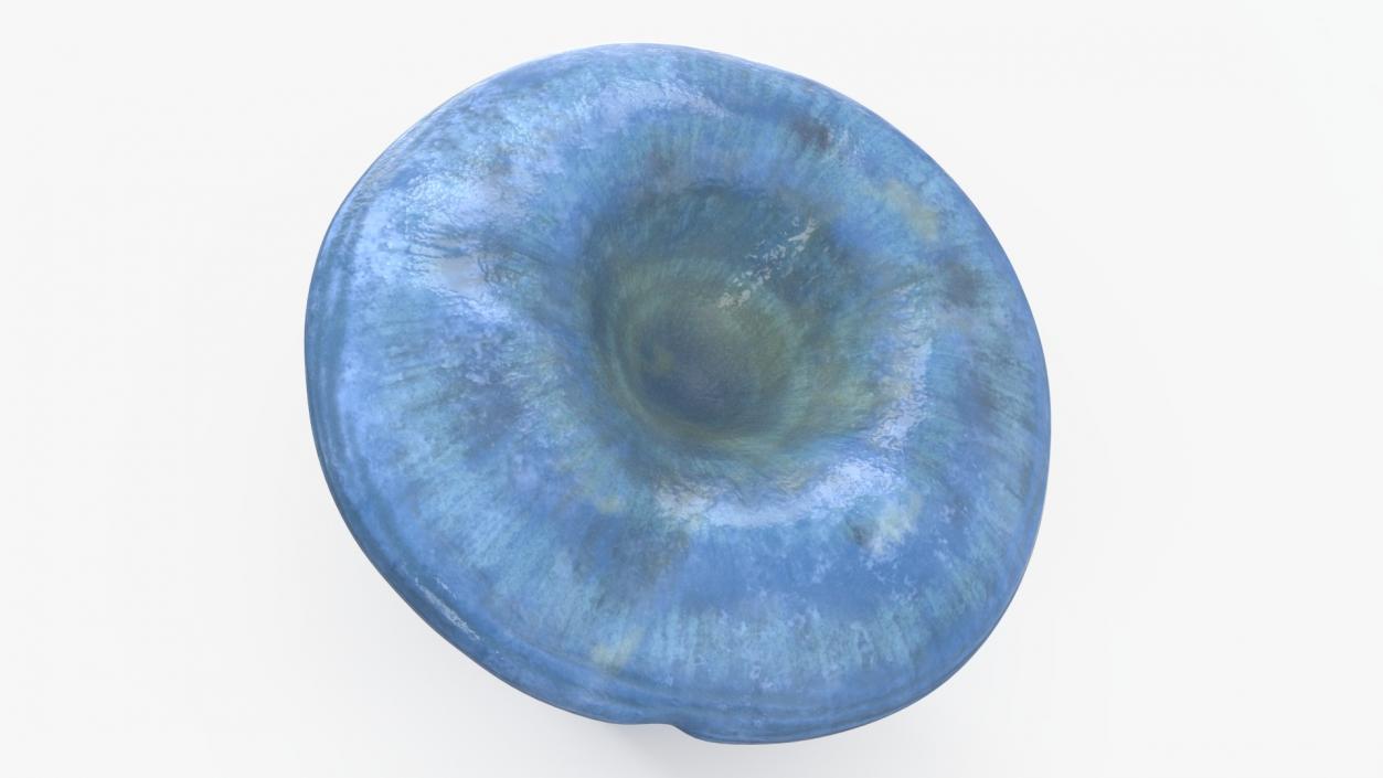 3D Lactarius Indigo 2 model