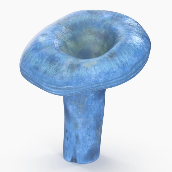 3D Lactarius Indigo 2 model