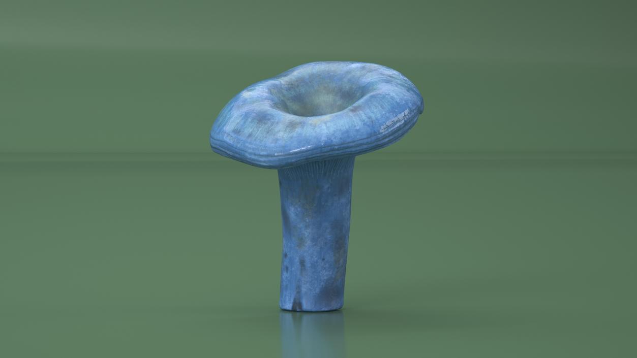 3D Lactarius Indigo 2 model