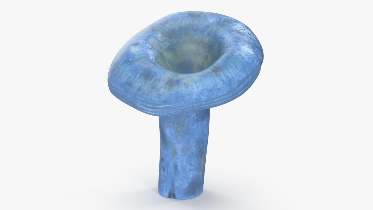 3D Lactarius Indigo 2 model