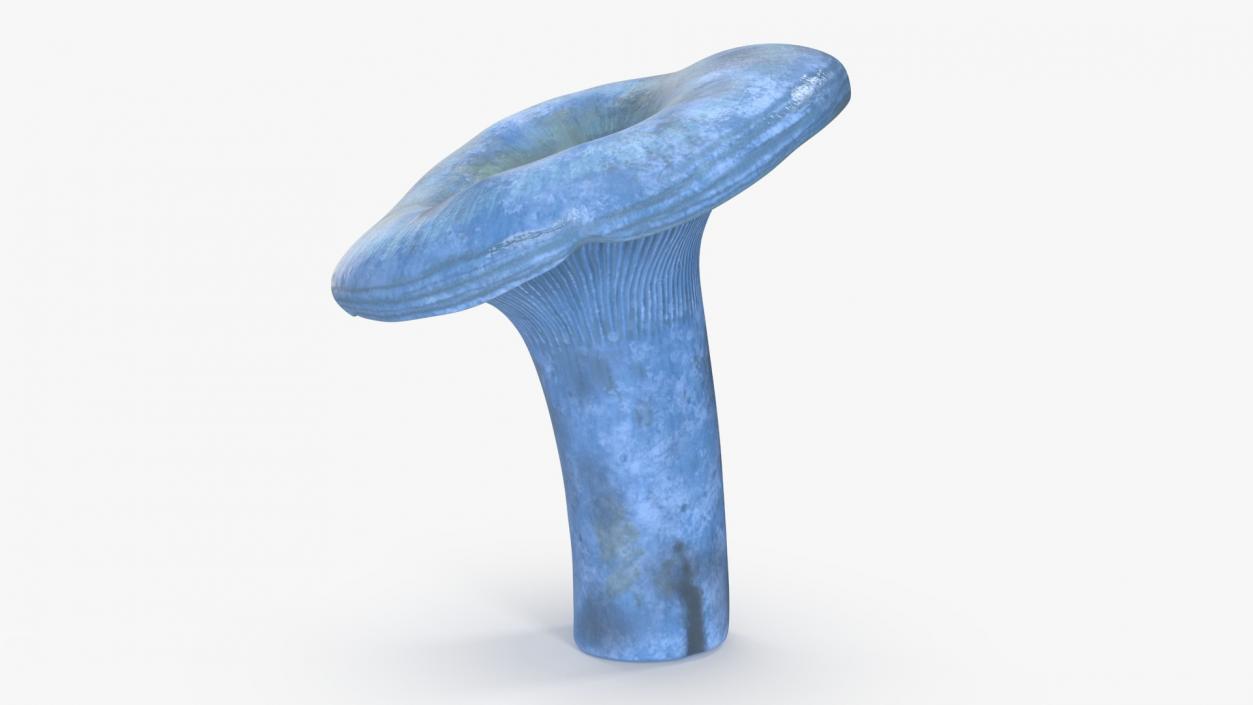 3D Lactarius Indigo 2 model