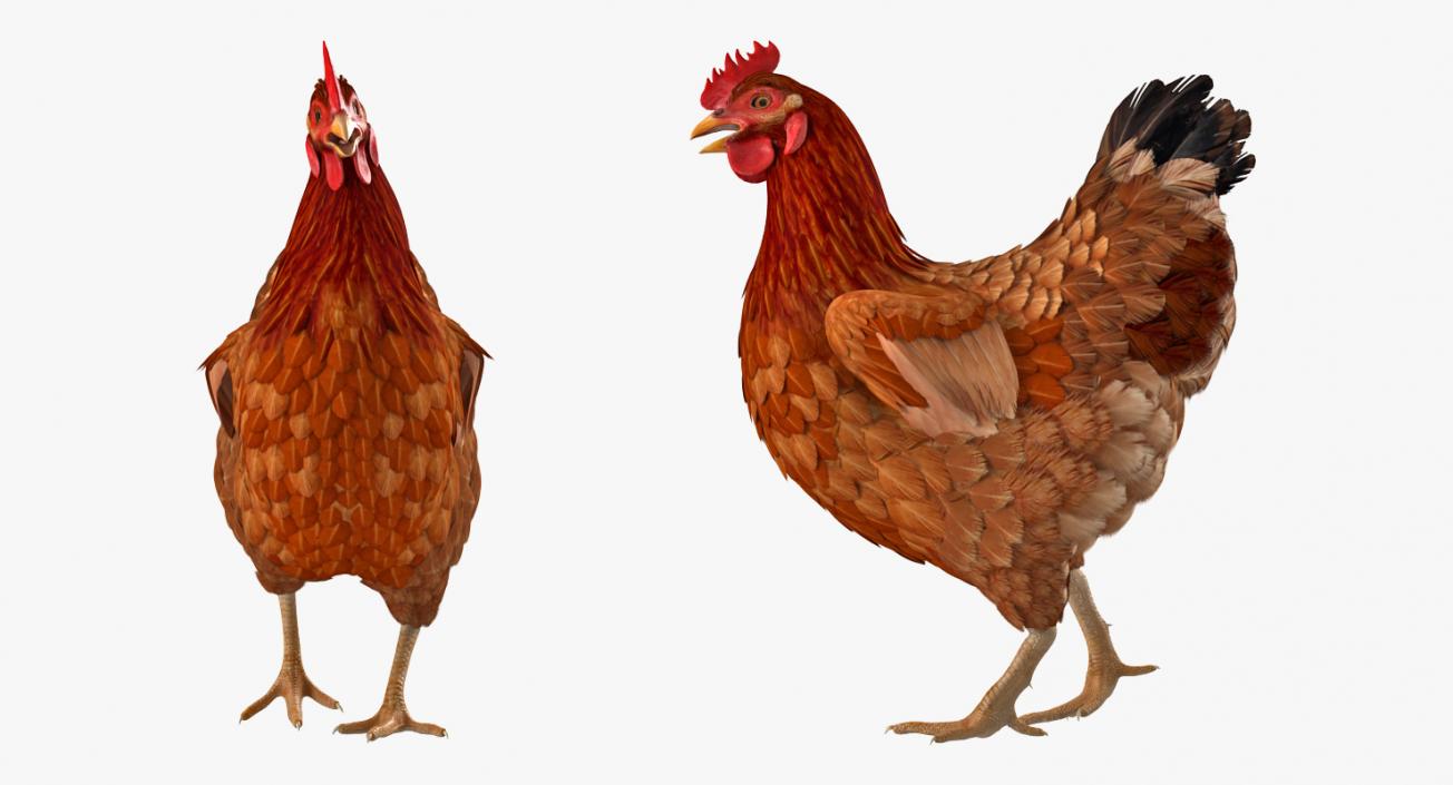 3D Rigged Chickens Collection