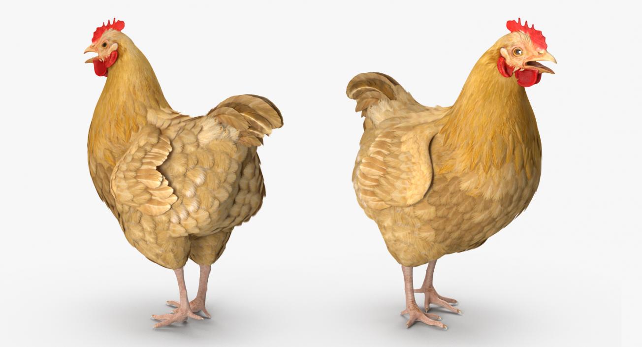 3D Rigged Chickens Collection