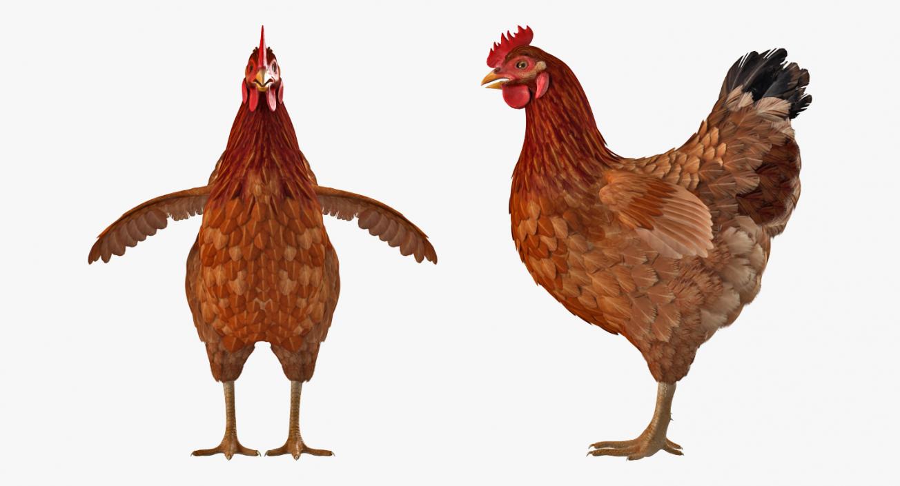 3D Rigged Chickens Collection