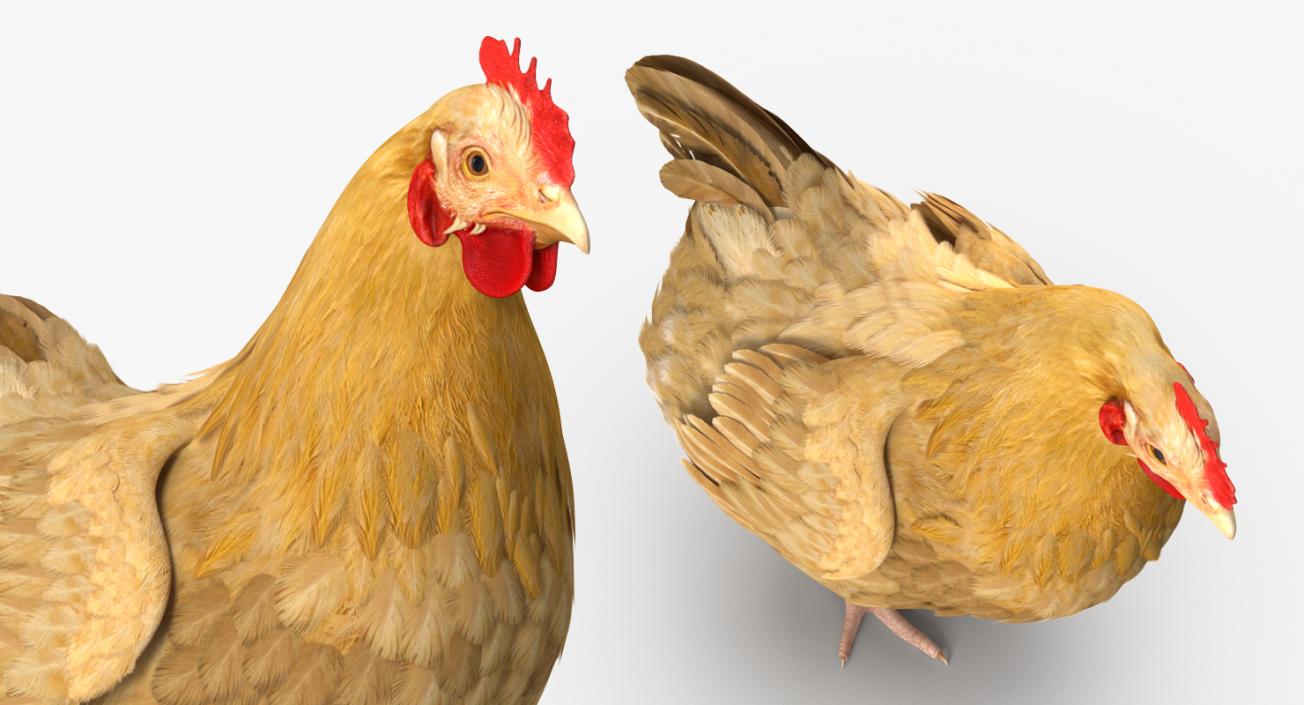 3D Rigged Chickens Collection