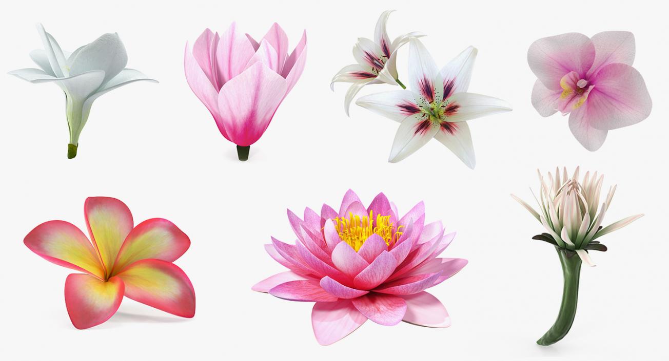 3D Flowers Collection 11