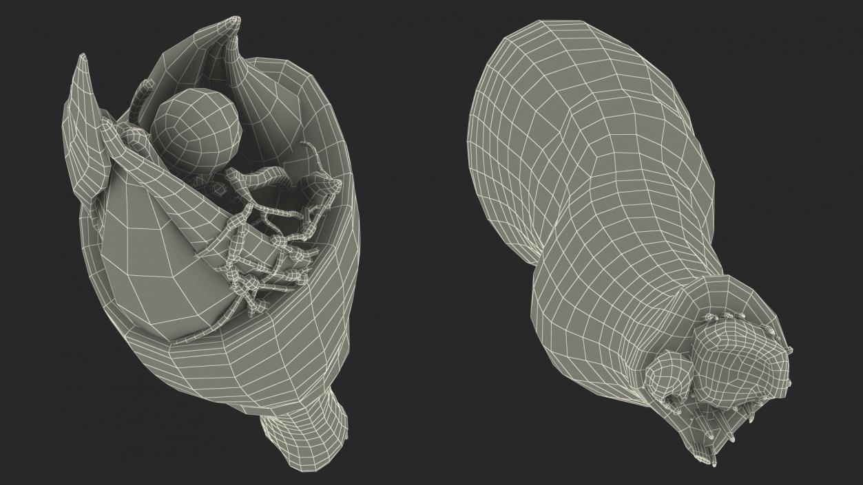 3D model Knee Human Anatomy Rigged