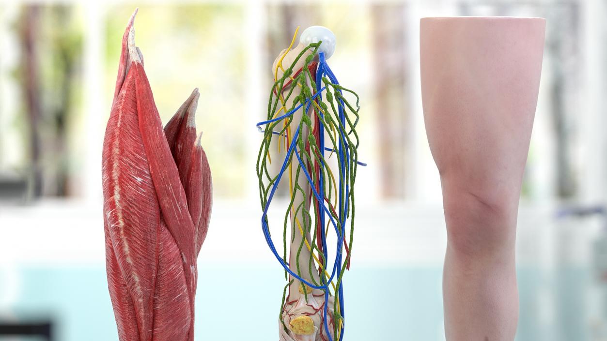 3D model Knee Human Anatomy Rigged