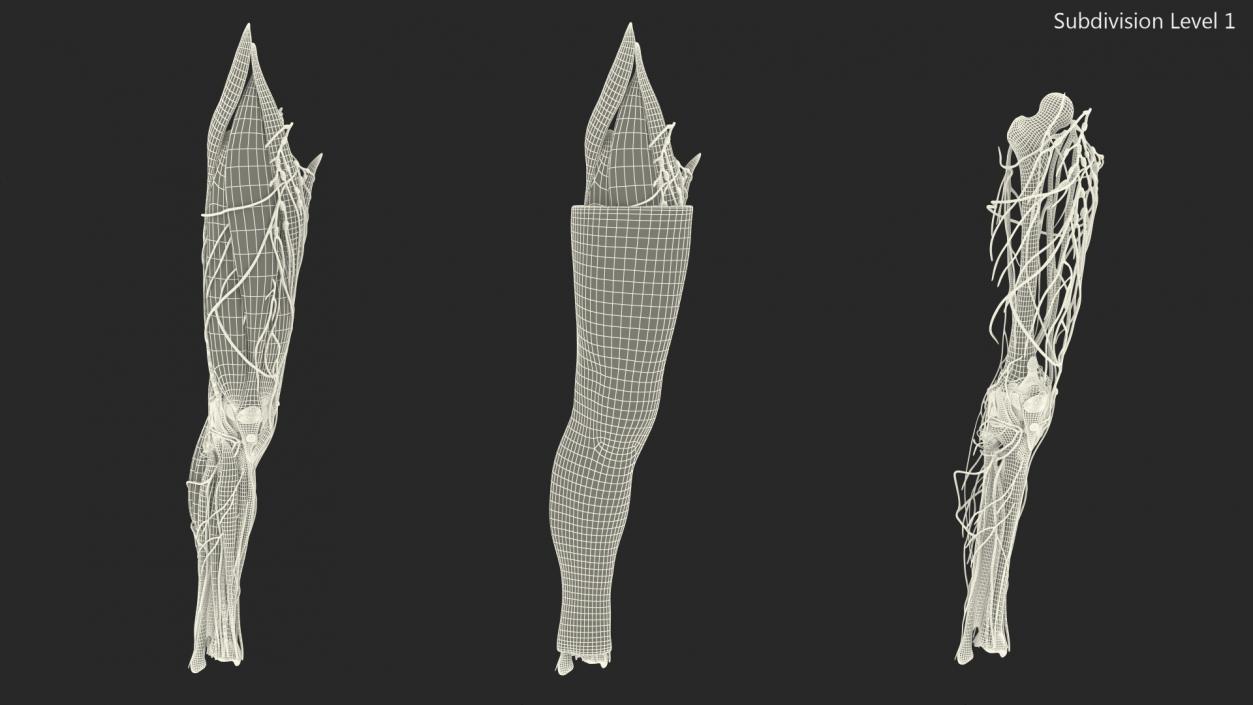 3D model Knee Human Anatomy Rigged