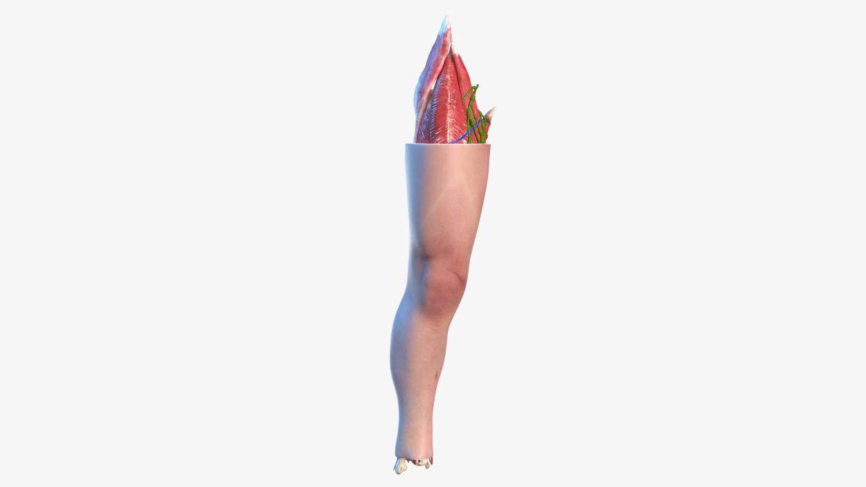 3D model Knee Human Anatomy Rigged