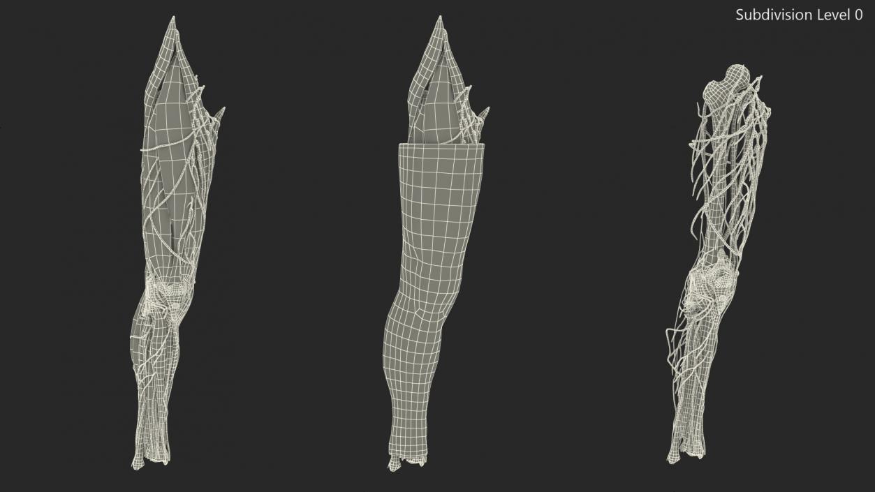 3D model Knee Human Anatomy Rigged