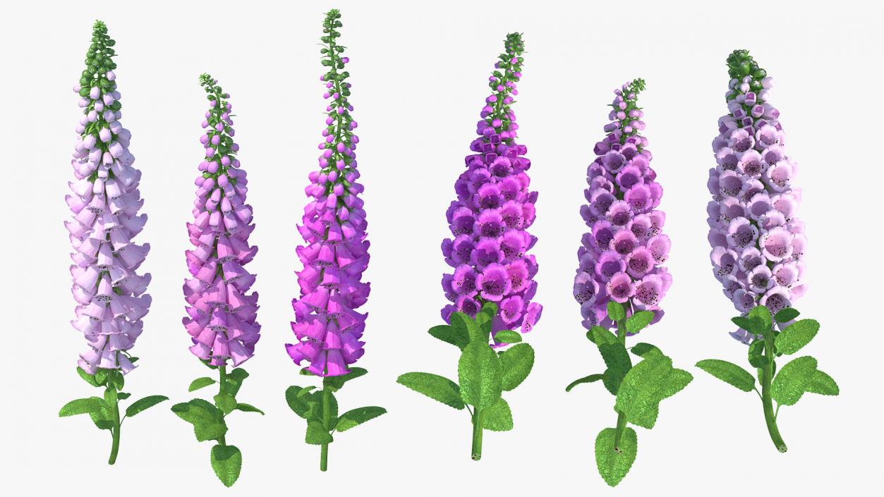 3D model Mixed Pink Foxglove Plants Set