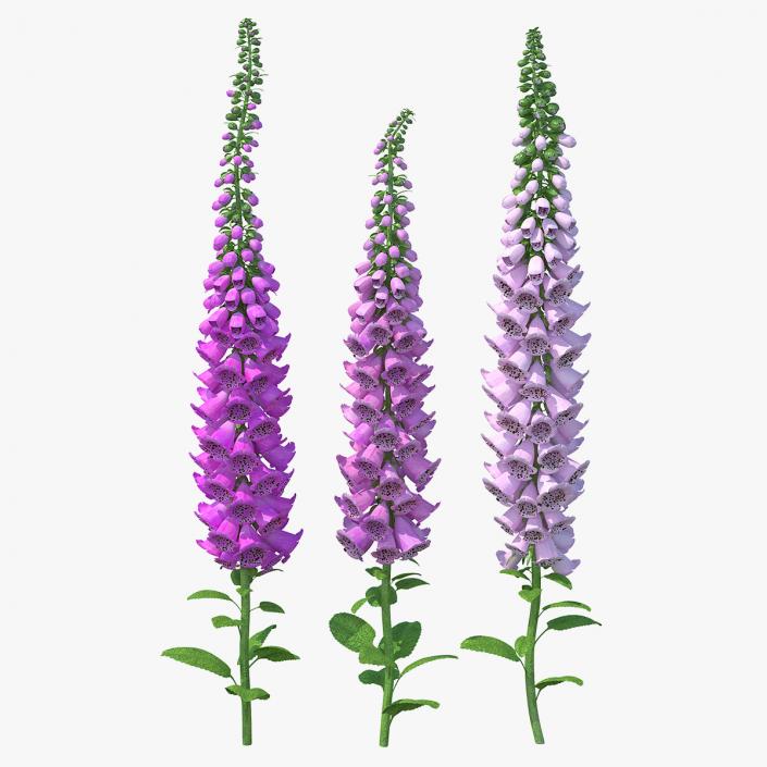 3D model Mixed Pink Foxglove Plants Set